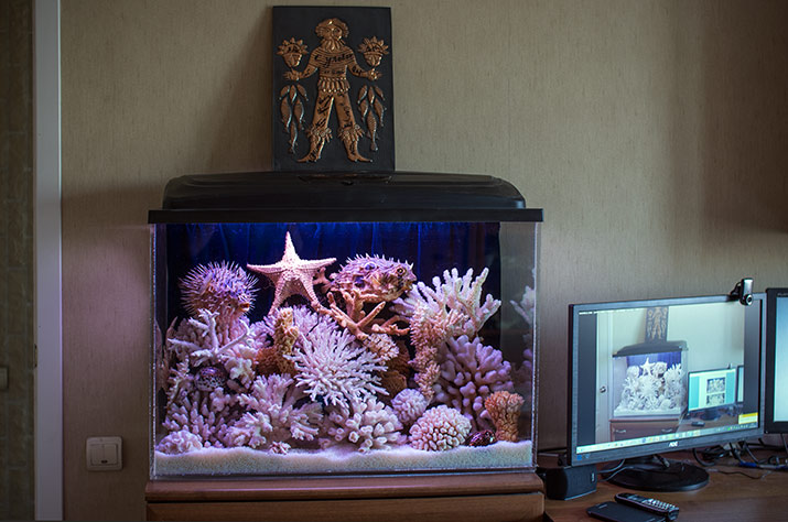 Сухой аквариум в интерьере (77 фото)